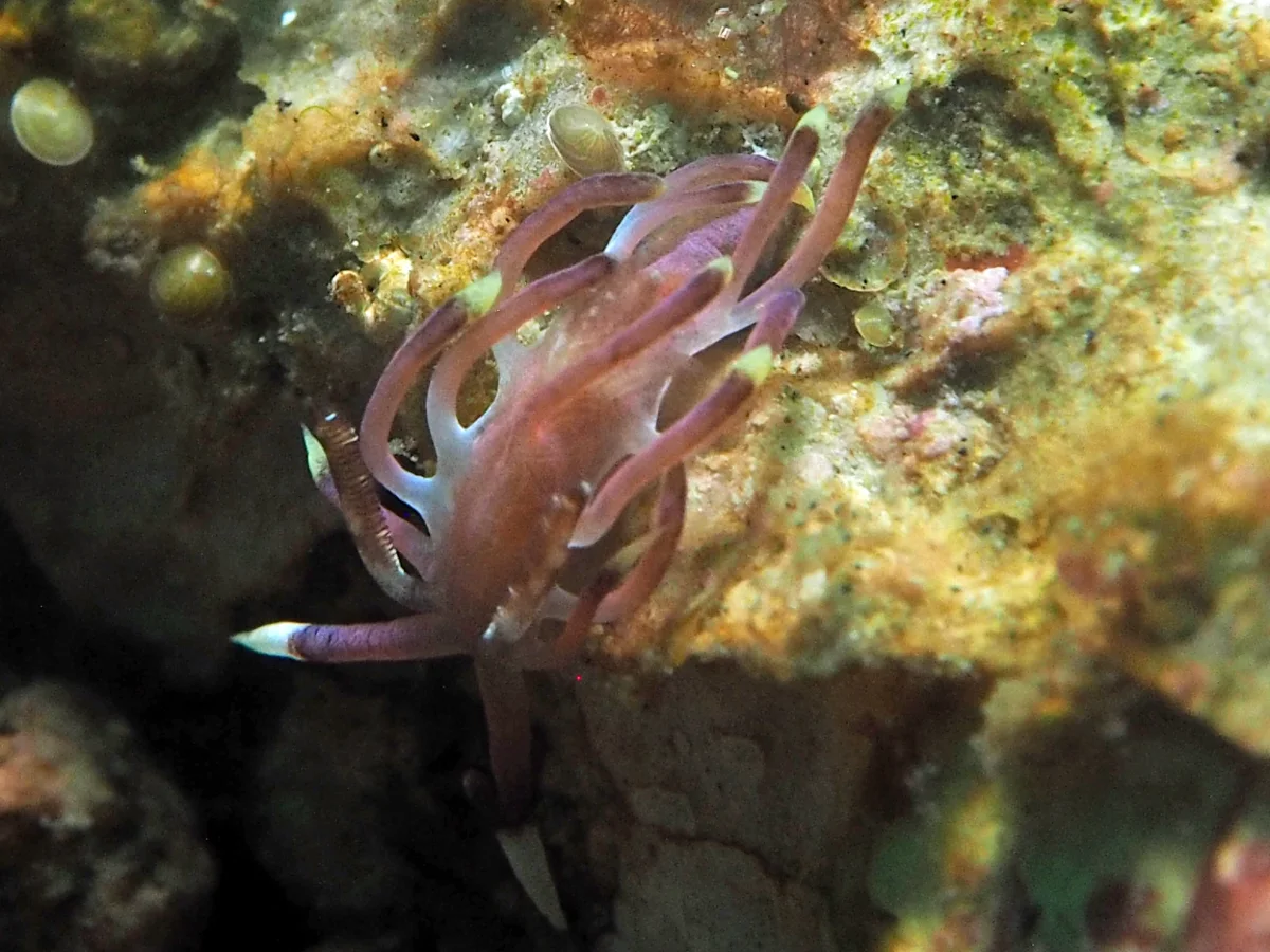 Ceratodoris kendi - Indonesia - Lembeh