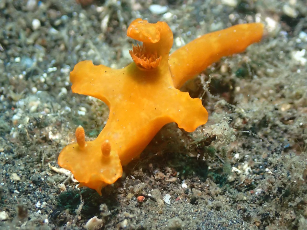 Ceratosoma gracillimum - Indonesia - Lembeh