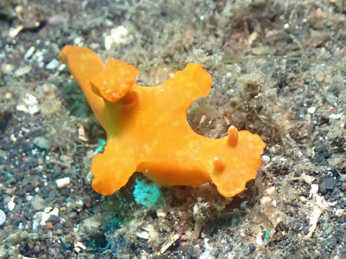 Ceratosoma gracillimum - Indonesia - Lembeh