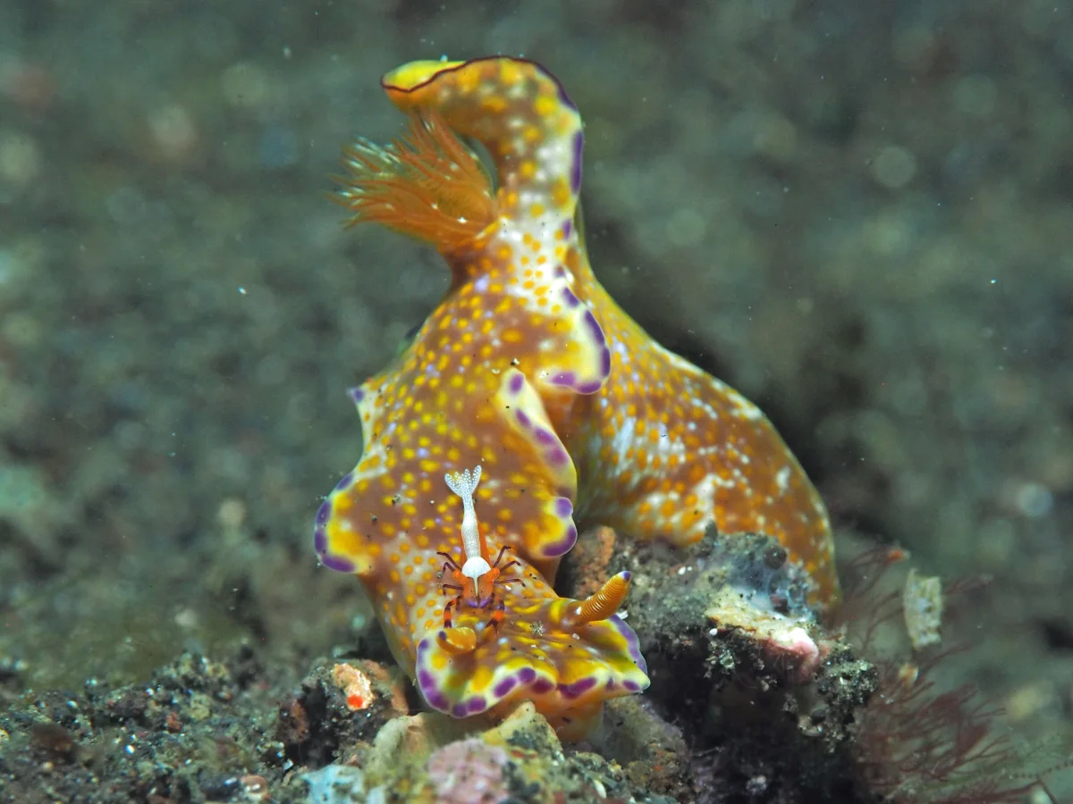 Ceratosoma tenue - Indonesia - Lembeh