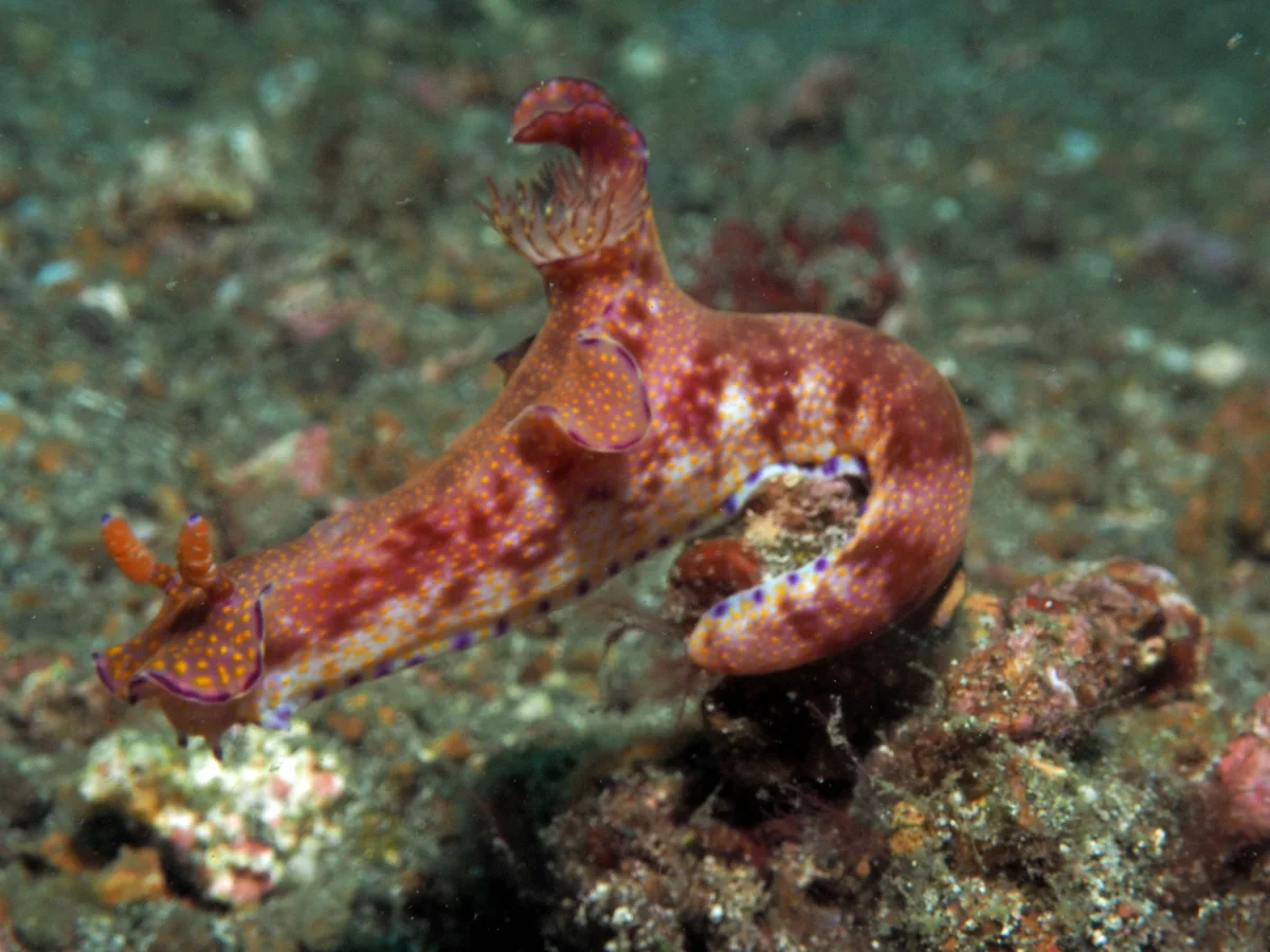 Ceratosoma tenue - Indonesia - Lembeh