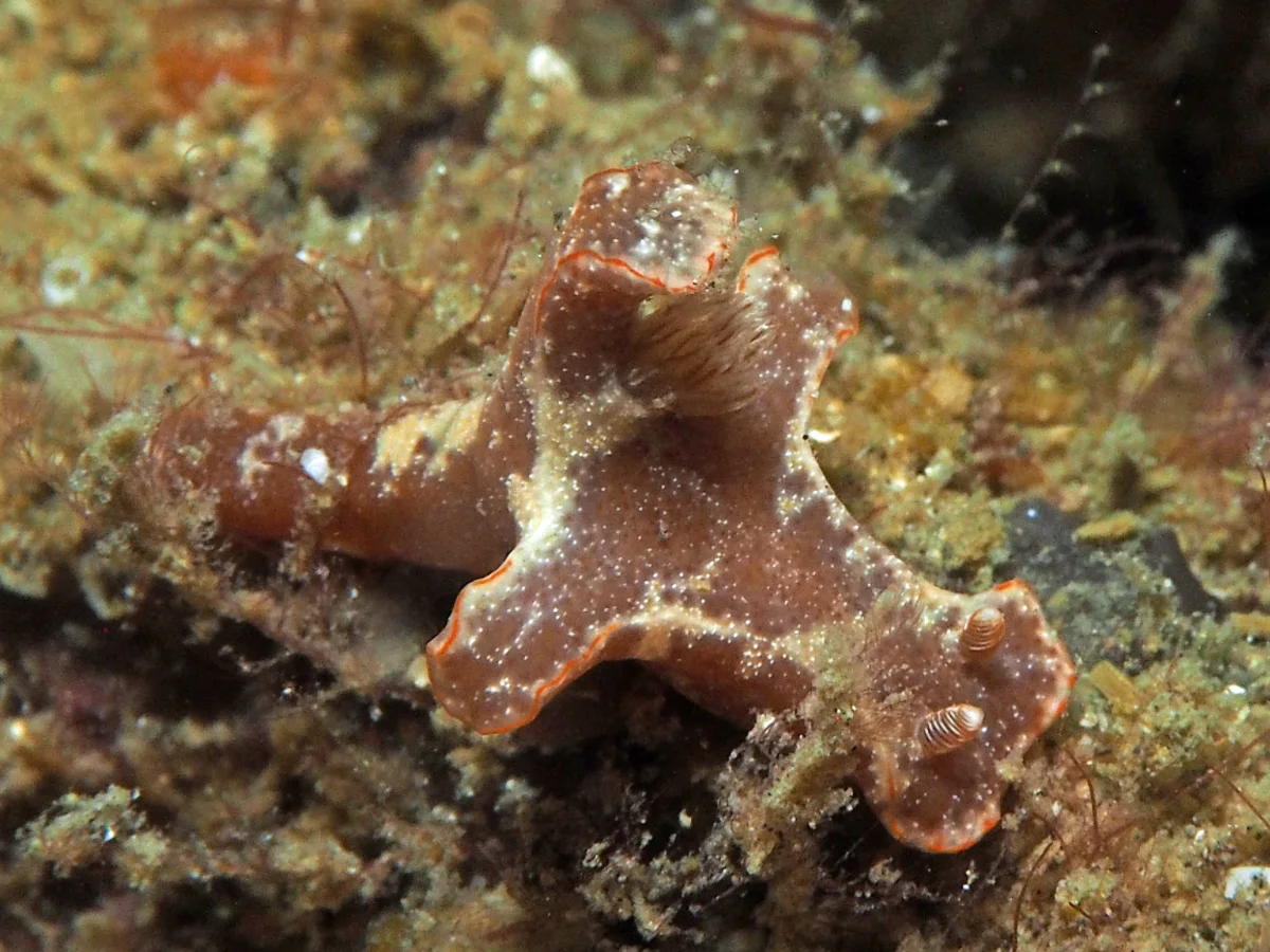 Ceratosoma tenue - Indonesia - Lembeh