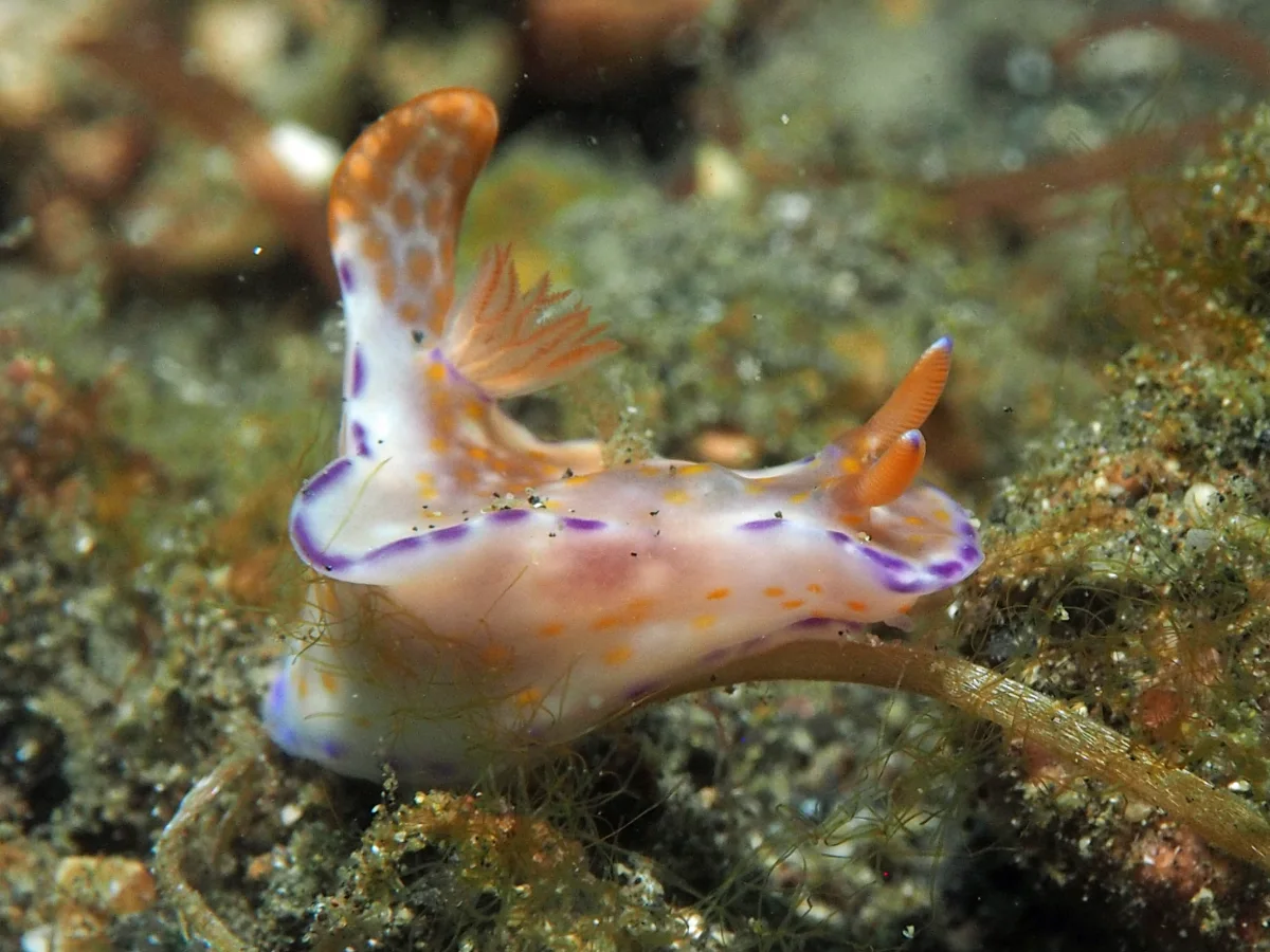 Ceratosoma trilobatum - Indonesia - Lembeh