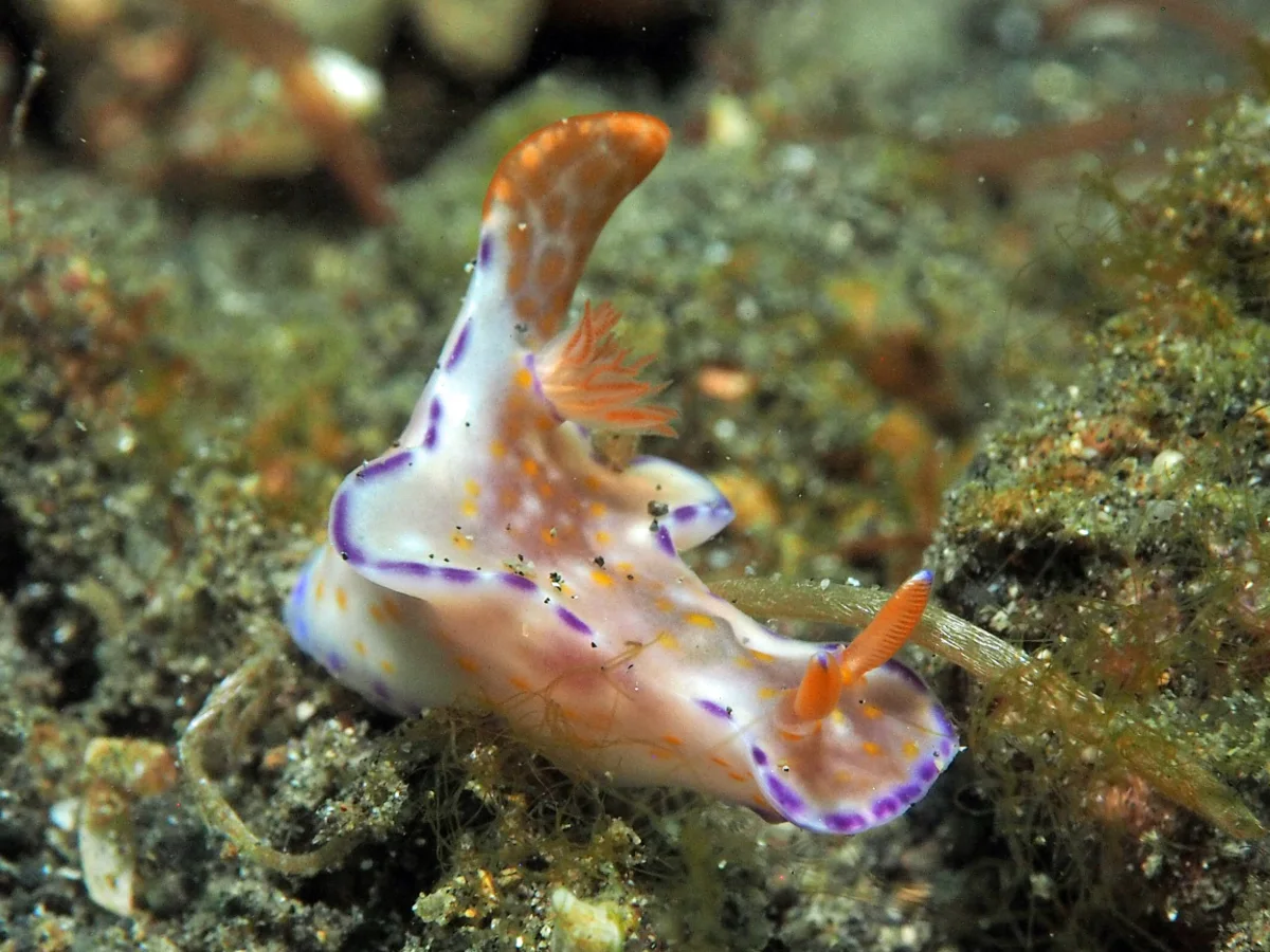 Ceratosoma trilobatum - Indonesia - Lembeh