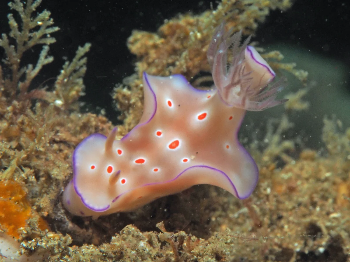 Ceratosoma trilobatum - Indonesia - Lembeh