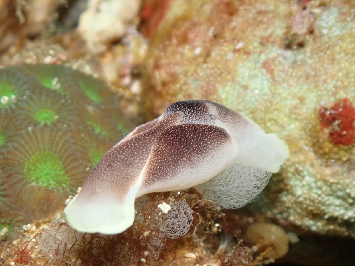 Chelidonura amoena - Philippines - Anilao