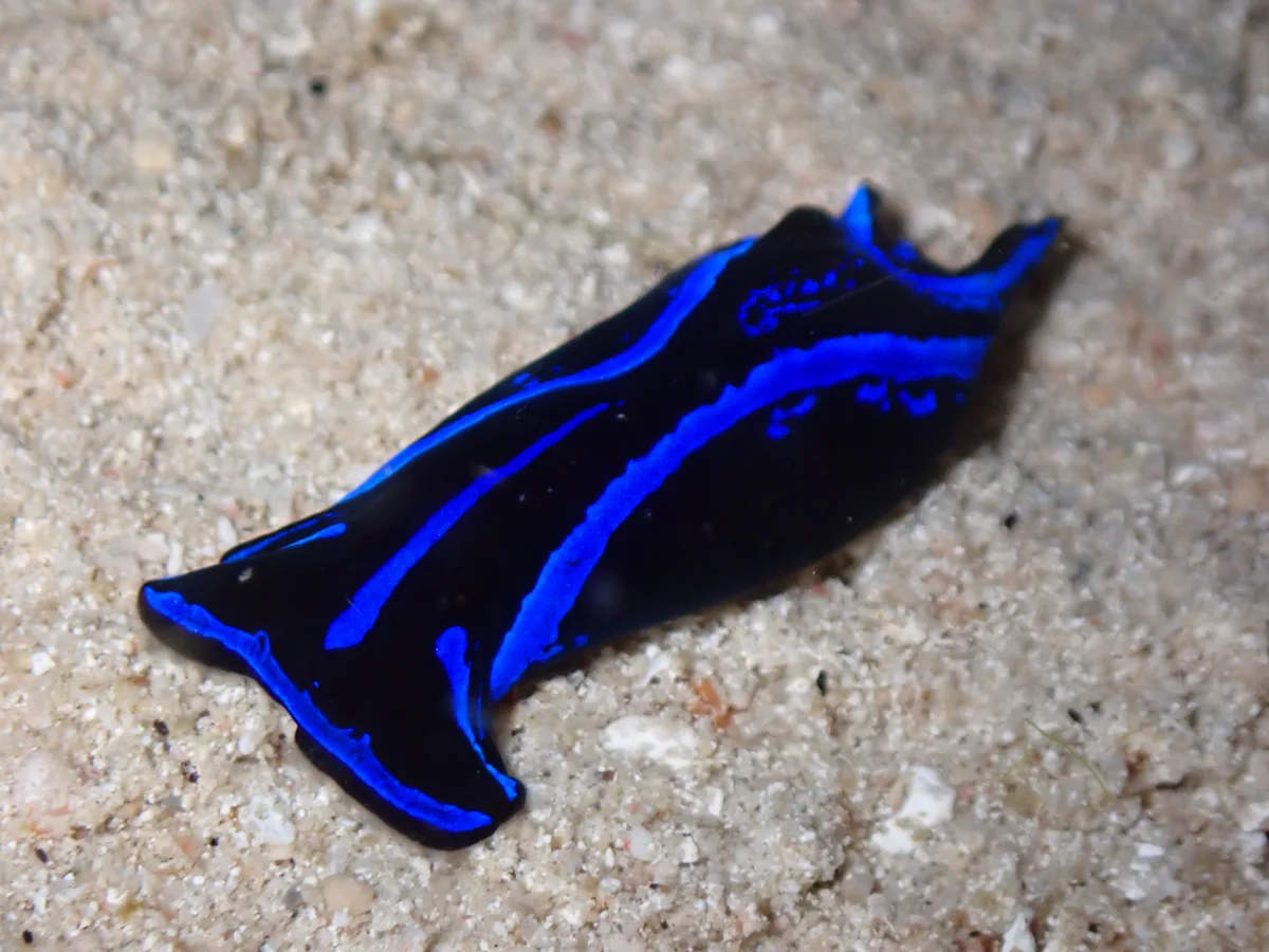 Chelidonura varians - Indonesia - Raja Ampat