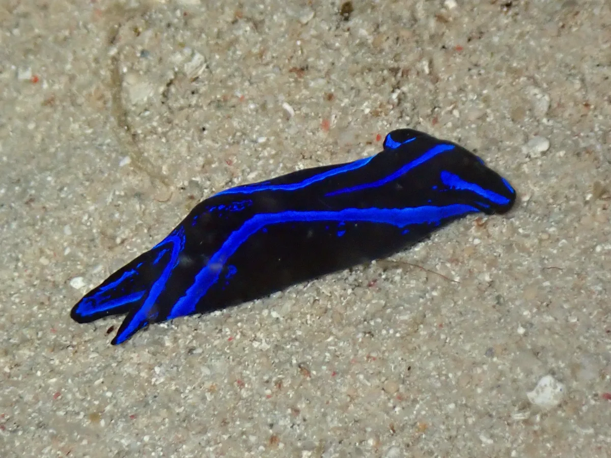 Chelidonura varians - Indonesia - Raja Ampat