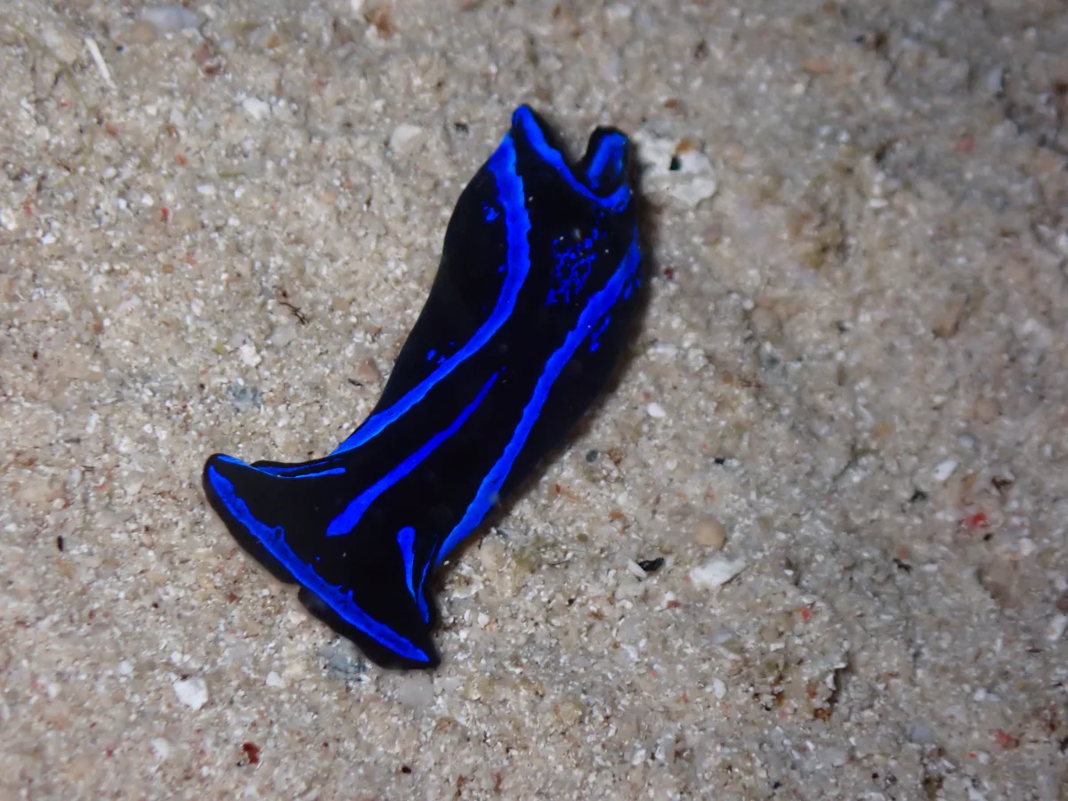 Chelidonura varians - Indonesia - Raja Ampat