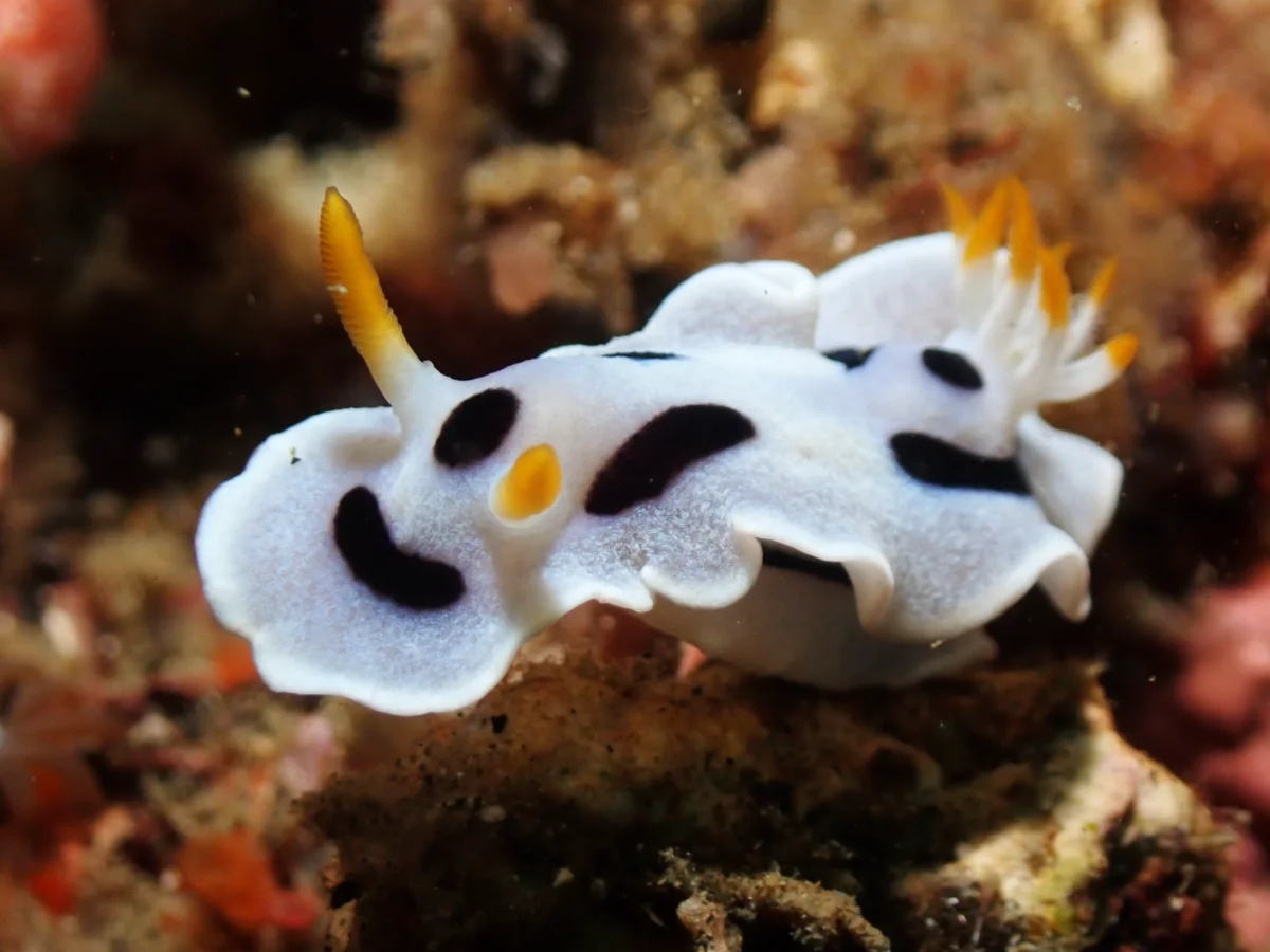Chromodoris alcalai - Indonesia - Lembeh