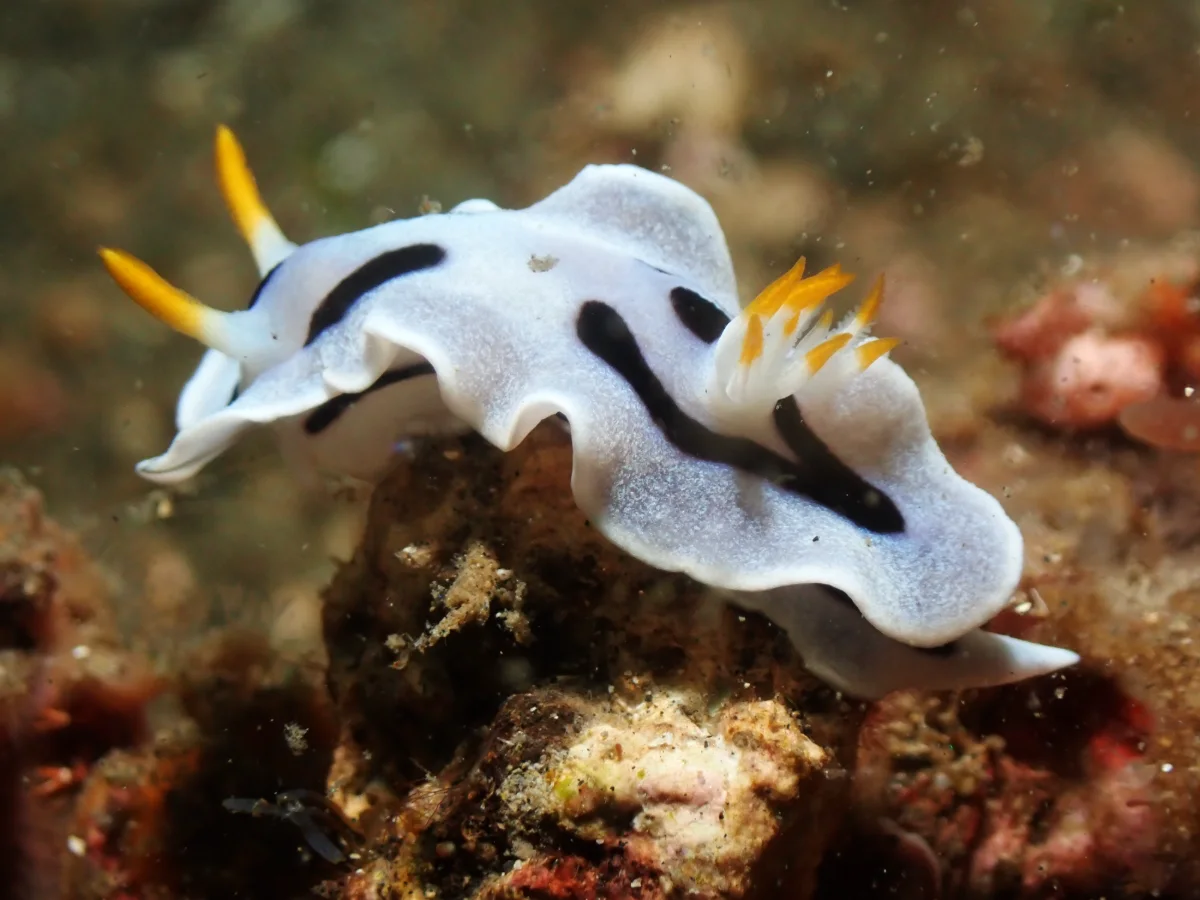 Chromodoris alcalai - Indonesia - Lembeh