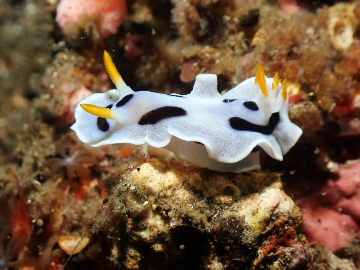 Chromodoris alcalai - Indonesia - Lembeh