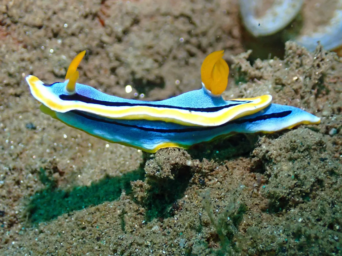Chromodoris annae - Indonesia - Ambon
