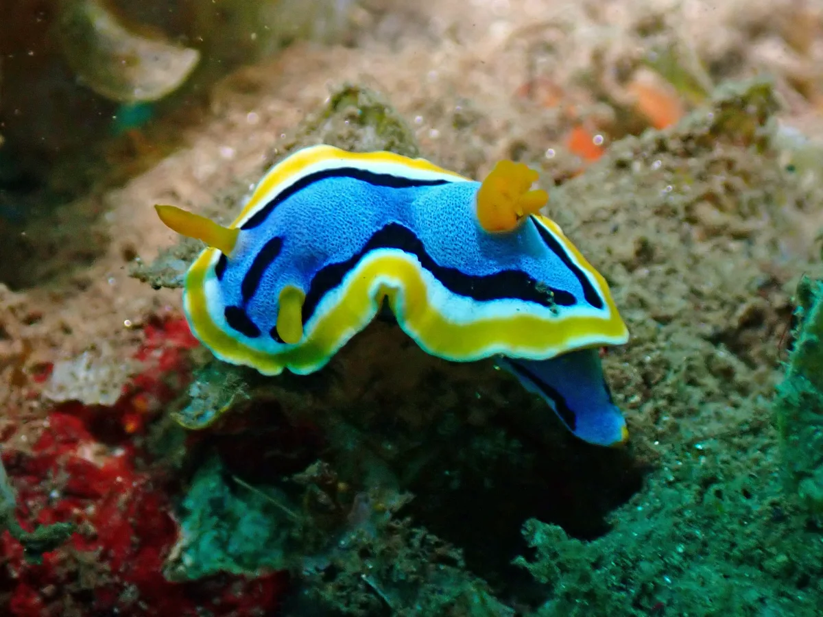 Chromodoris annae - Indonesia - Ambon