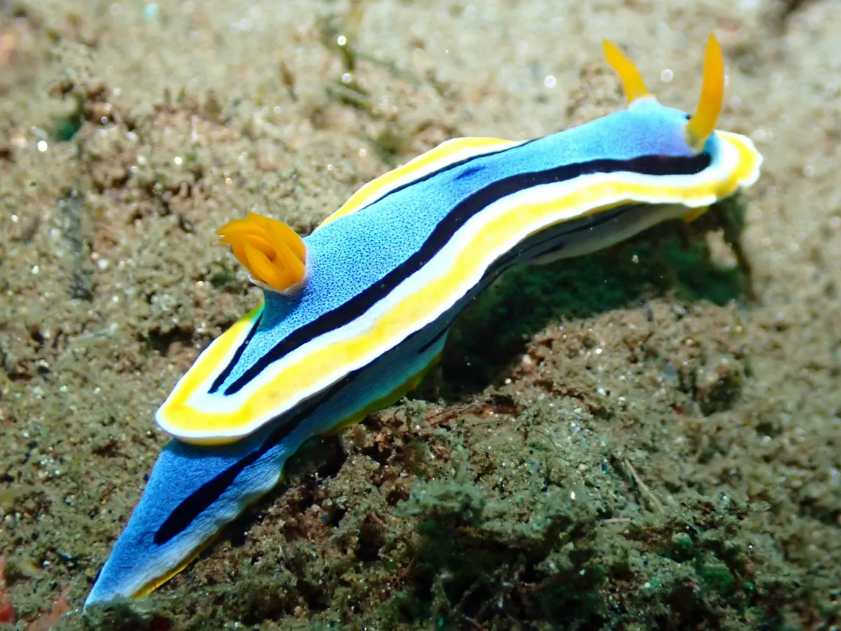 Chromodoris annae - Indonesia - Ambon