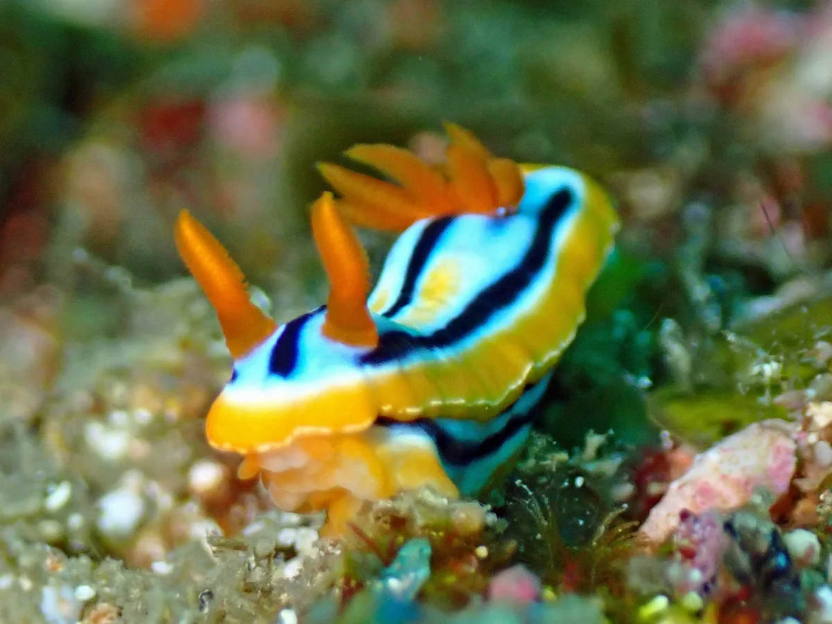 Chromodoris celinae - Inhambane