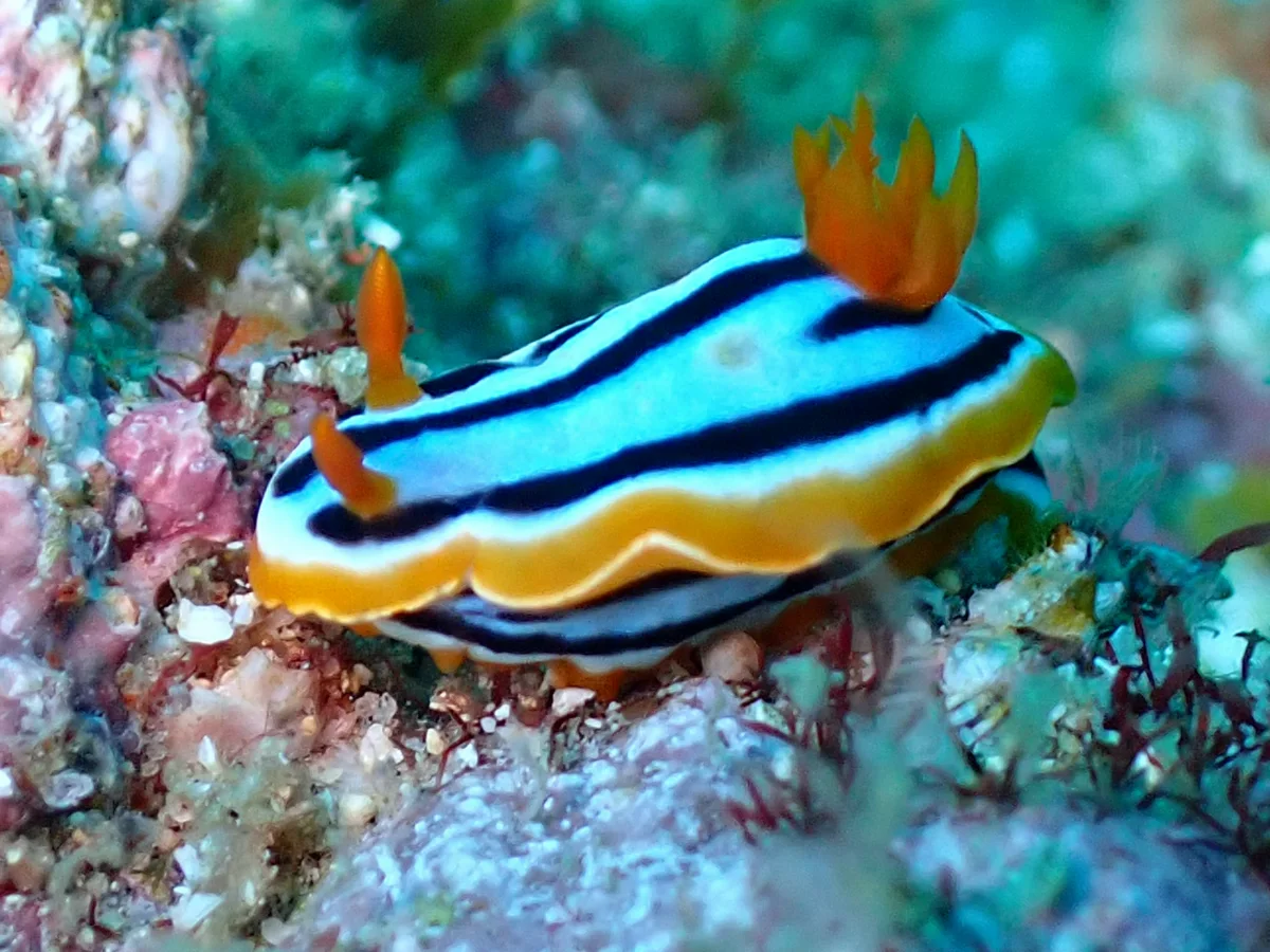 Chromodoris celinae - Inhambane