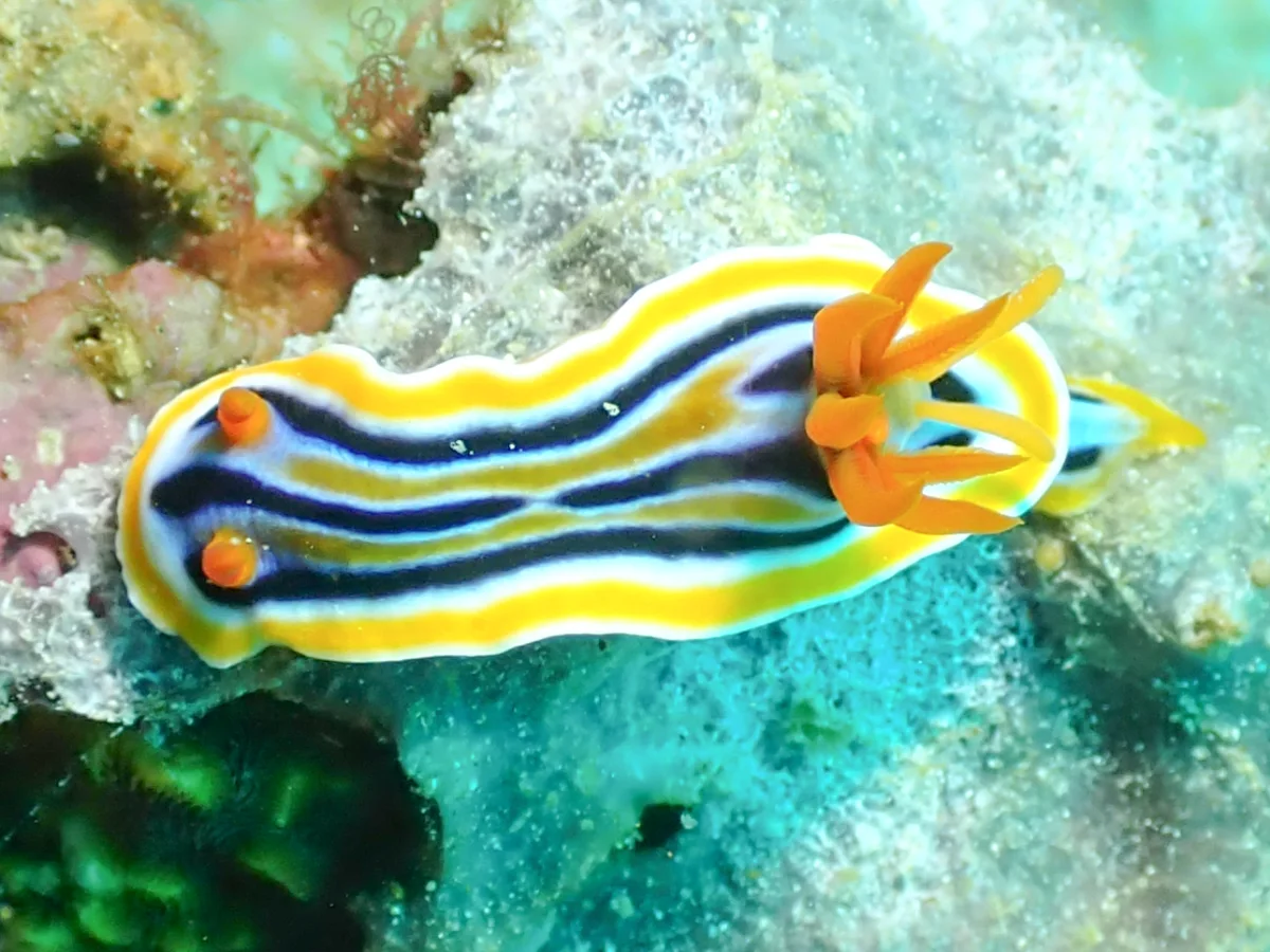 Chromodoris colemani - Philippines - Anilao