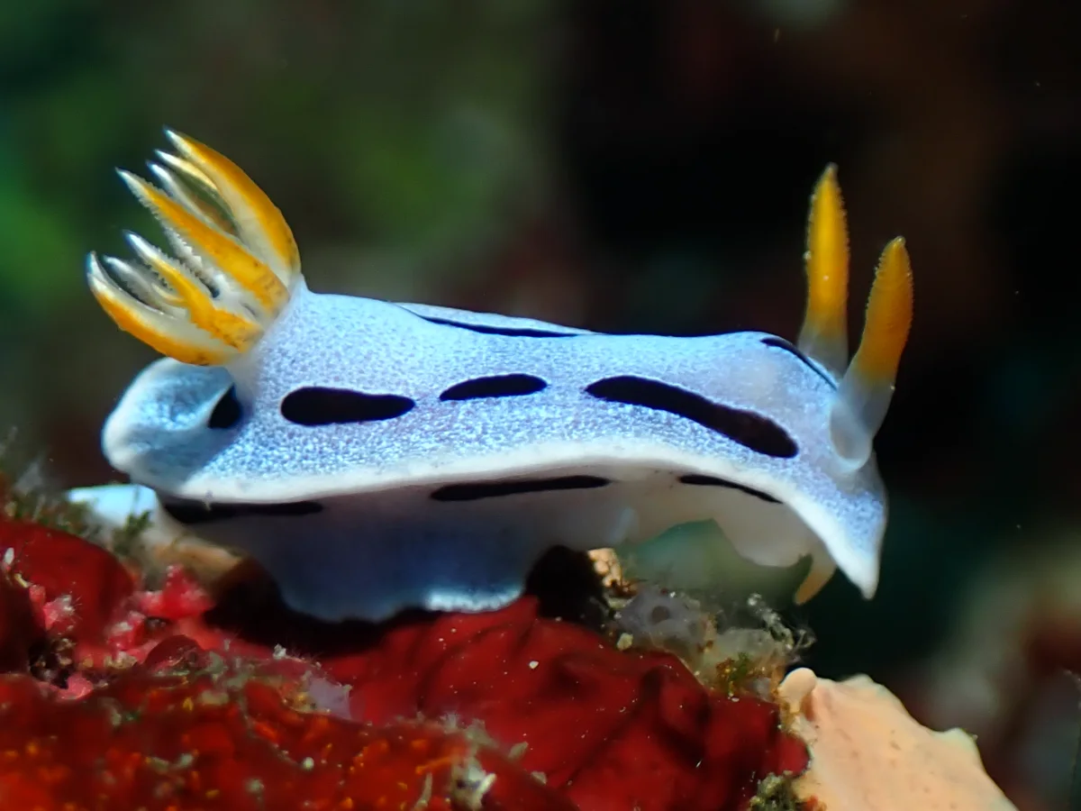 Chromodoris dianae - Philippines - Anilao