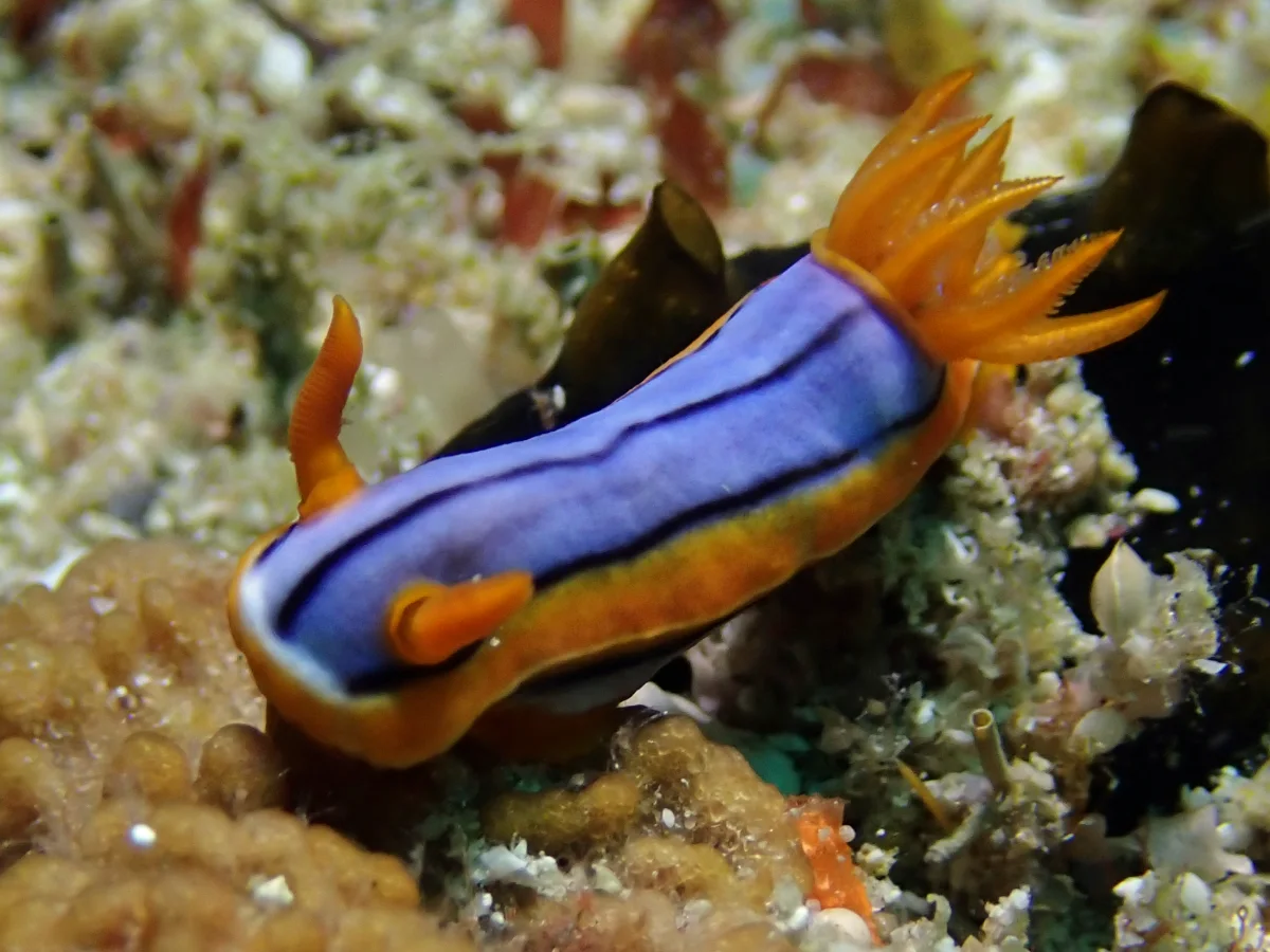 Chromodoris hamiltoni - Mosambique - Inhambane