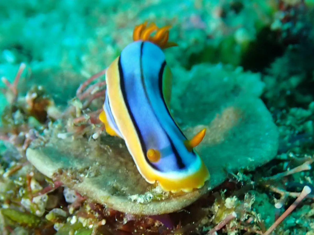 Chromodoris hamiltoni - Mosambique - Inhambane