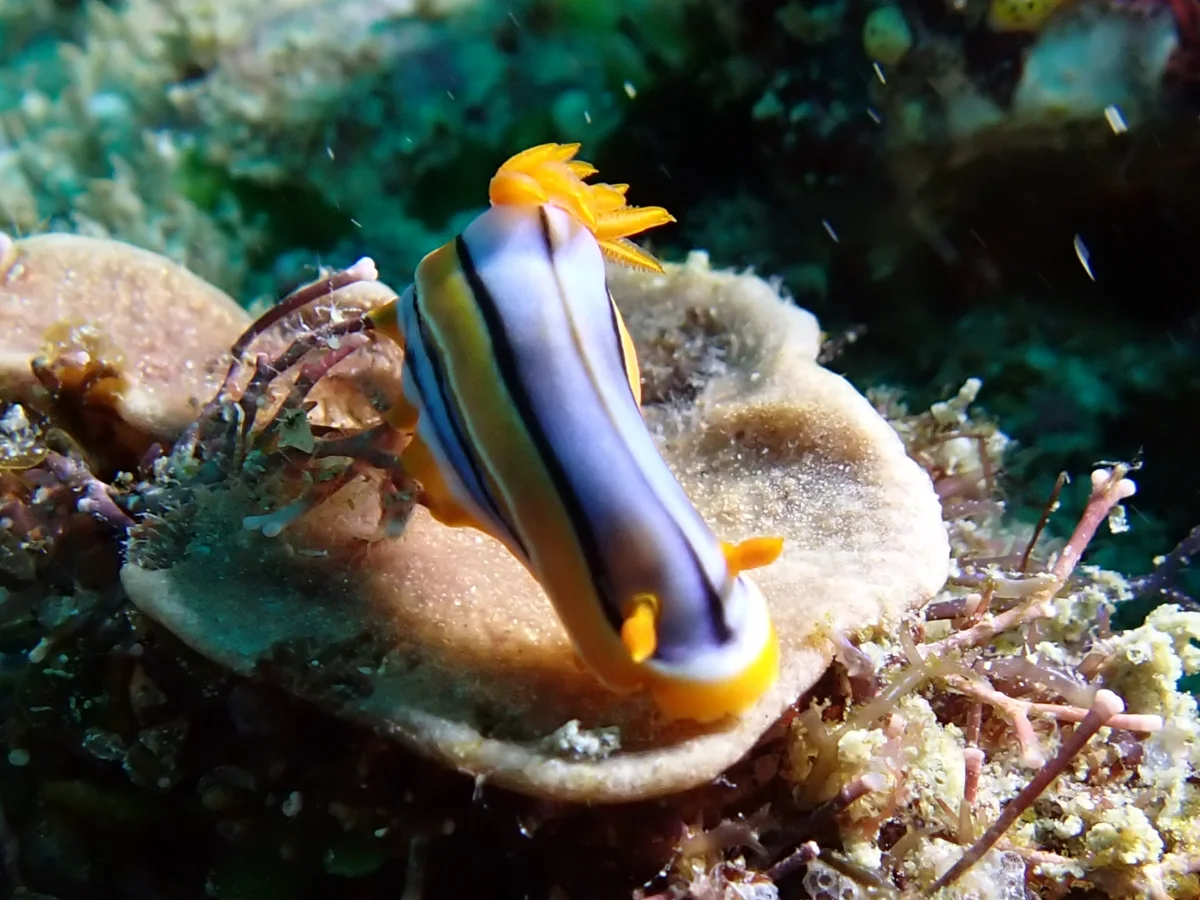 Chromodoris hamiltoni - Mosambique - Inhambane
