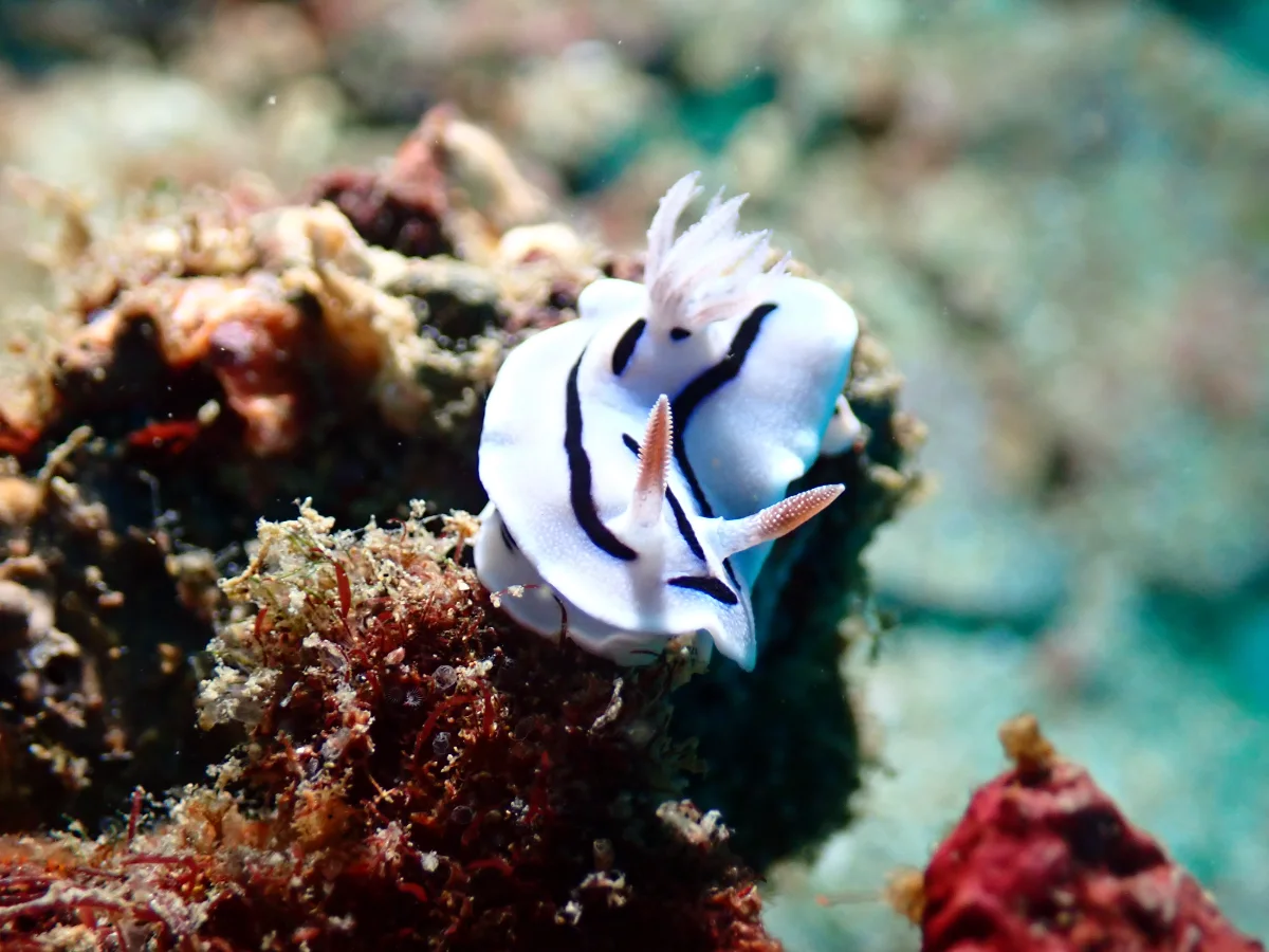 Chromodoris lochi nudibranch - Anilao, Philippines