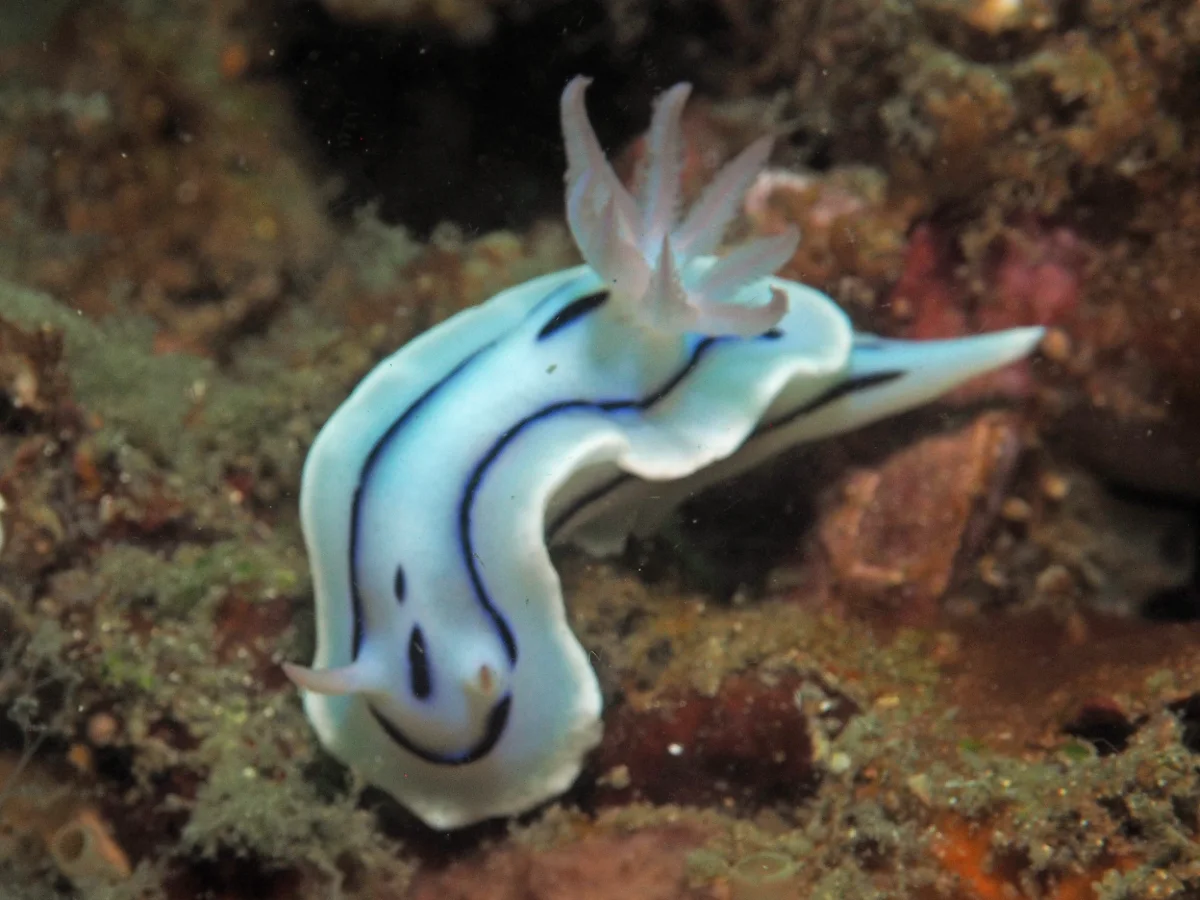 Chromodoris lochi - Indonesia - Lembeh