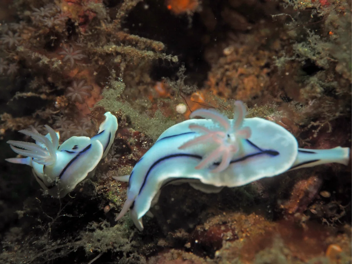 Chromodoris lochi - Indonesia - Lembeh