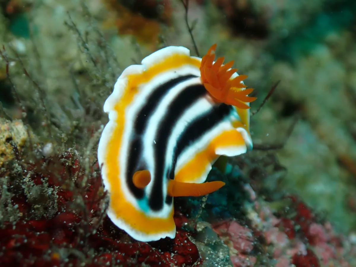 Chromodoris magnifica - Philippines - Anilao