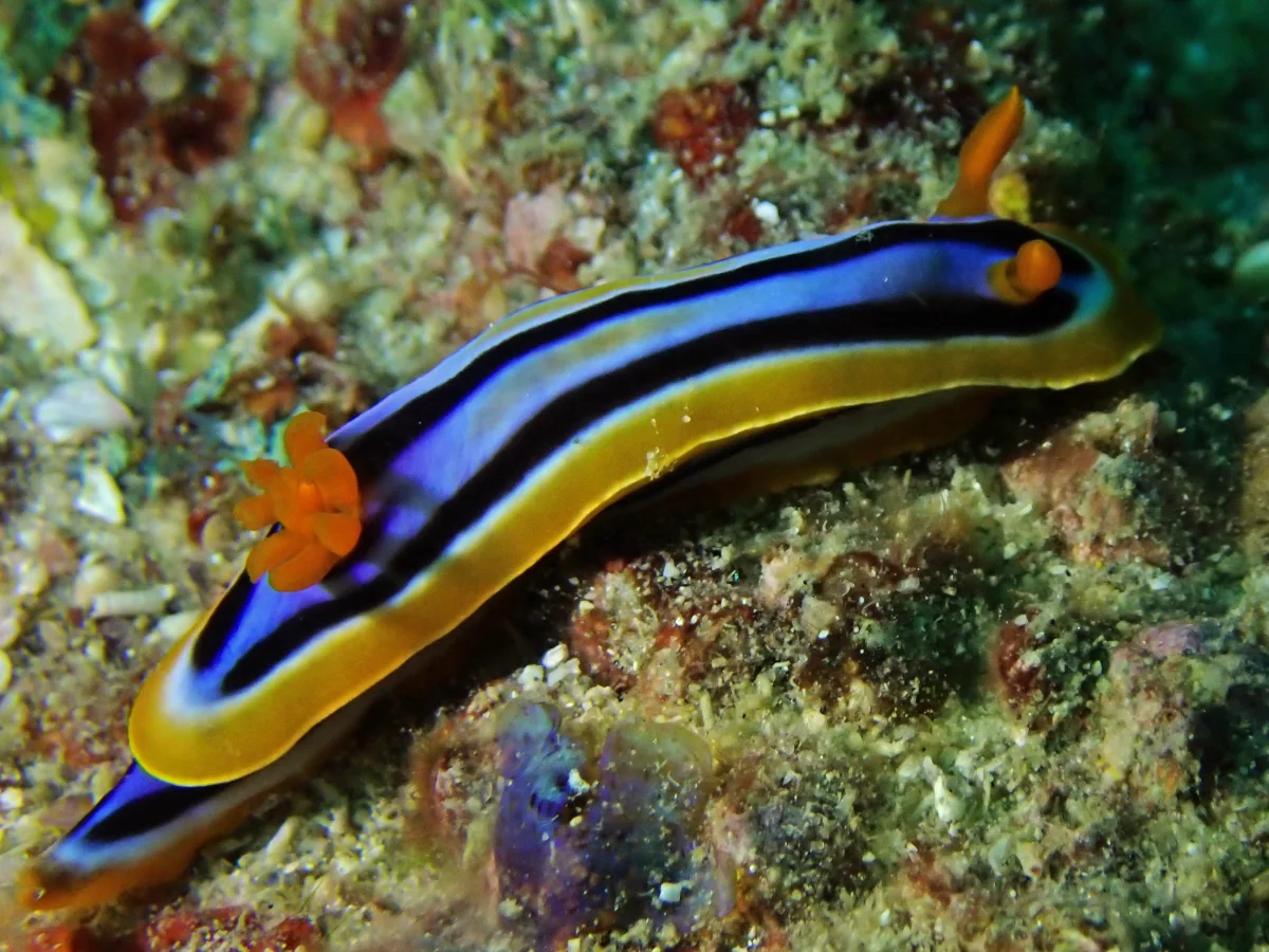 Chromodoris quadricolor - Mozambique - Inhambane