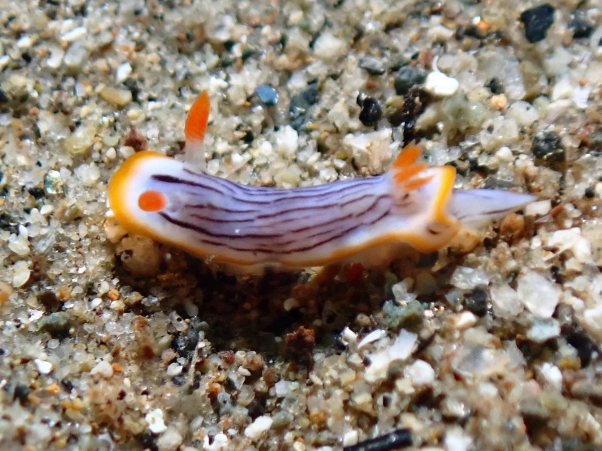 Chromodoris sp - Indonesia - Ambon