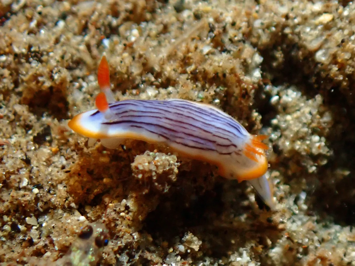 Chromodoris sp - Indonesia - Ambon