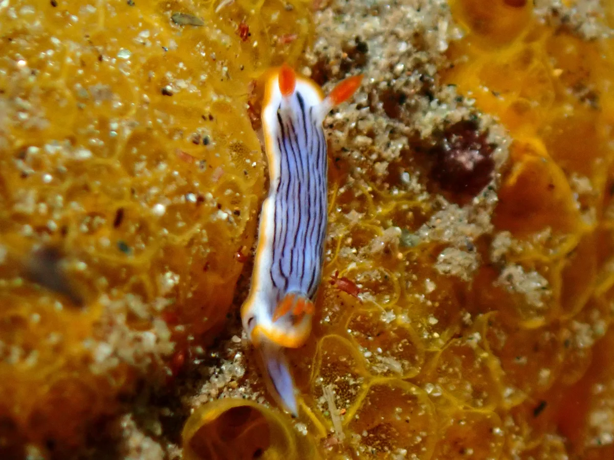 Chromodoris sp - Indonesia - Ambon