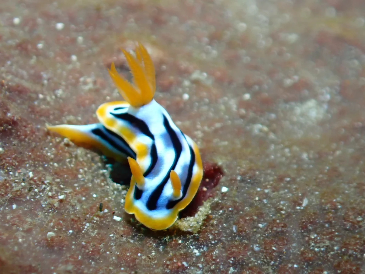 Chromodoris strigata - Philippines - Anilao