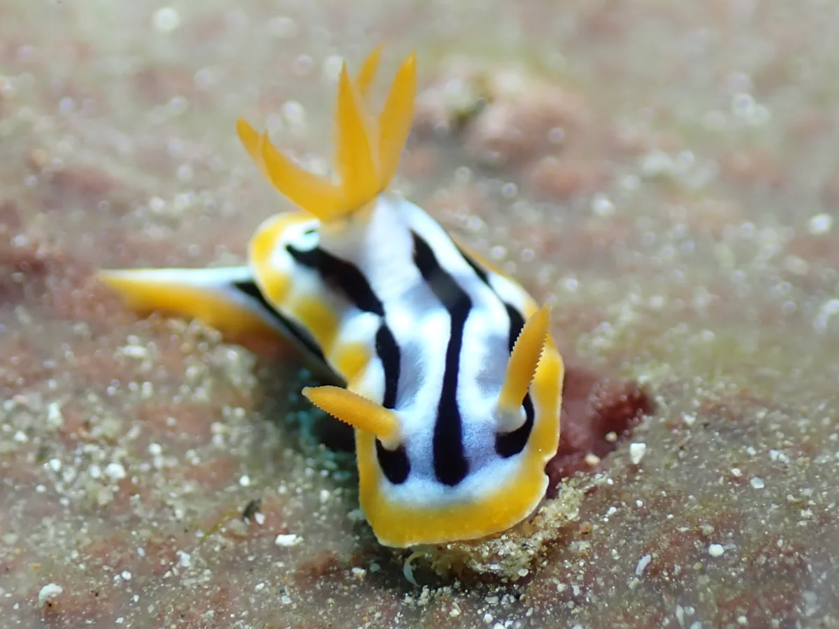Chromodoris strigata - Philippines - Anilao