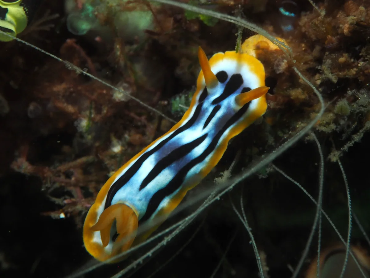 Chromodoris strigata - Indonesia - Lembeh