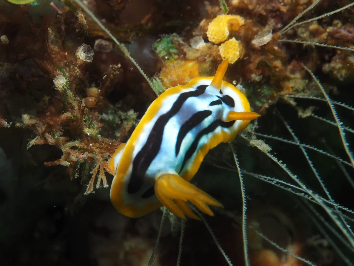 Chromodoris strigata - Indonesia - Lembeh