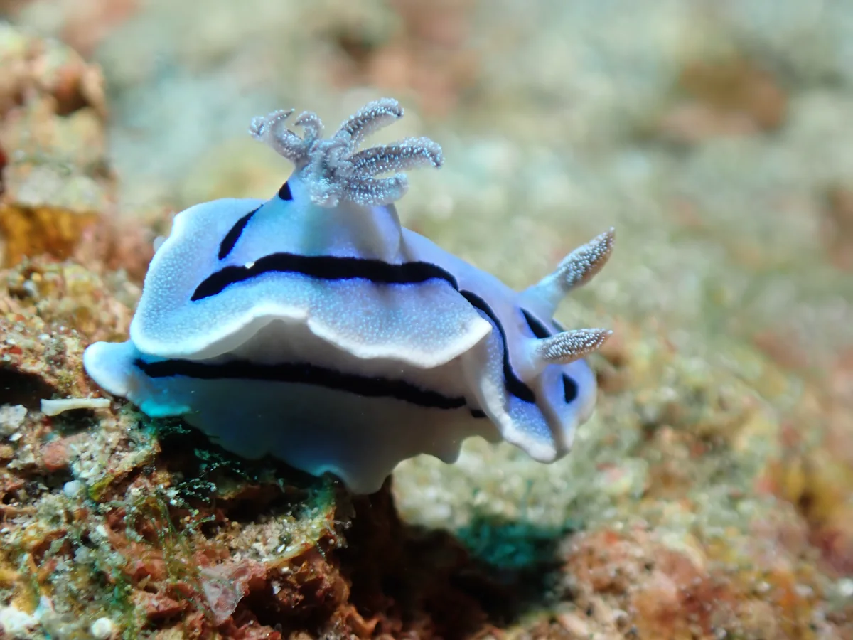 Chromodoris willani nudibranch photographed underwater