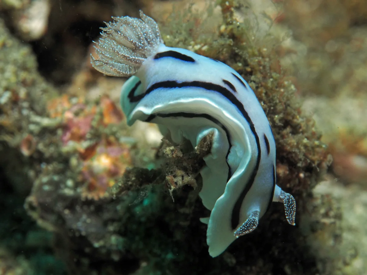 Chromodoris willani - Indonesia - Lembeh