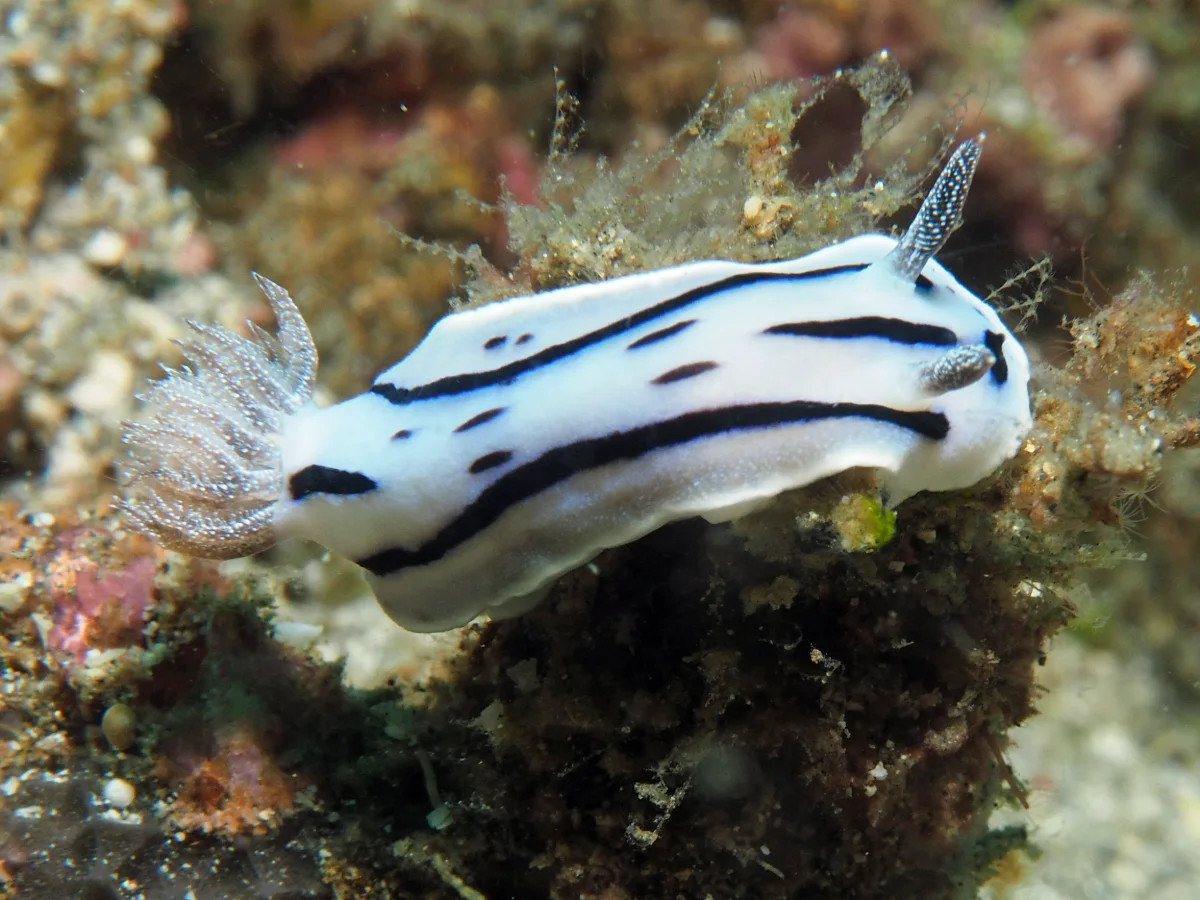 Chromodoris willani - Indonesia - Lembeh