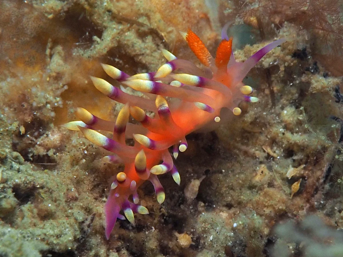 Coryphellina exoptata - Indonesia - Lembeh