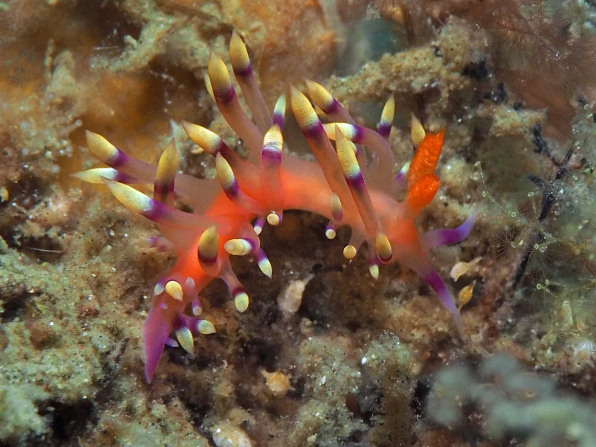 Coryphellina exoptata - Indonesia - Lembeh