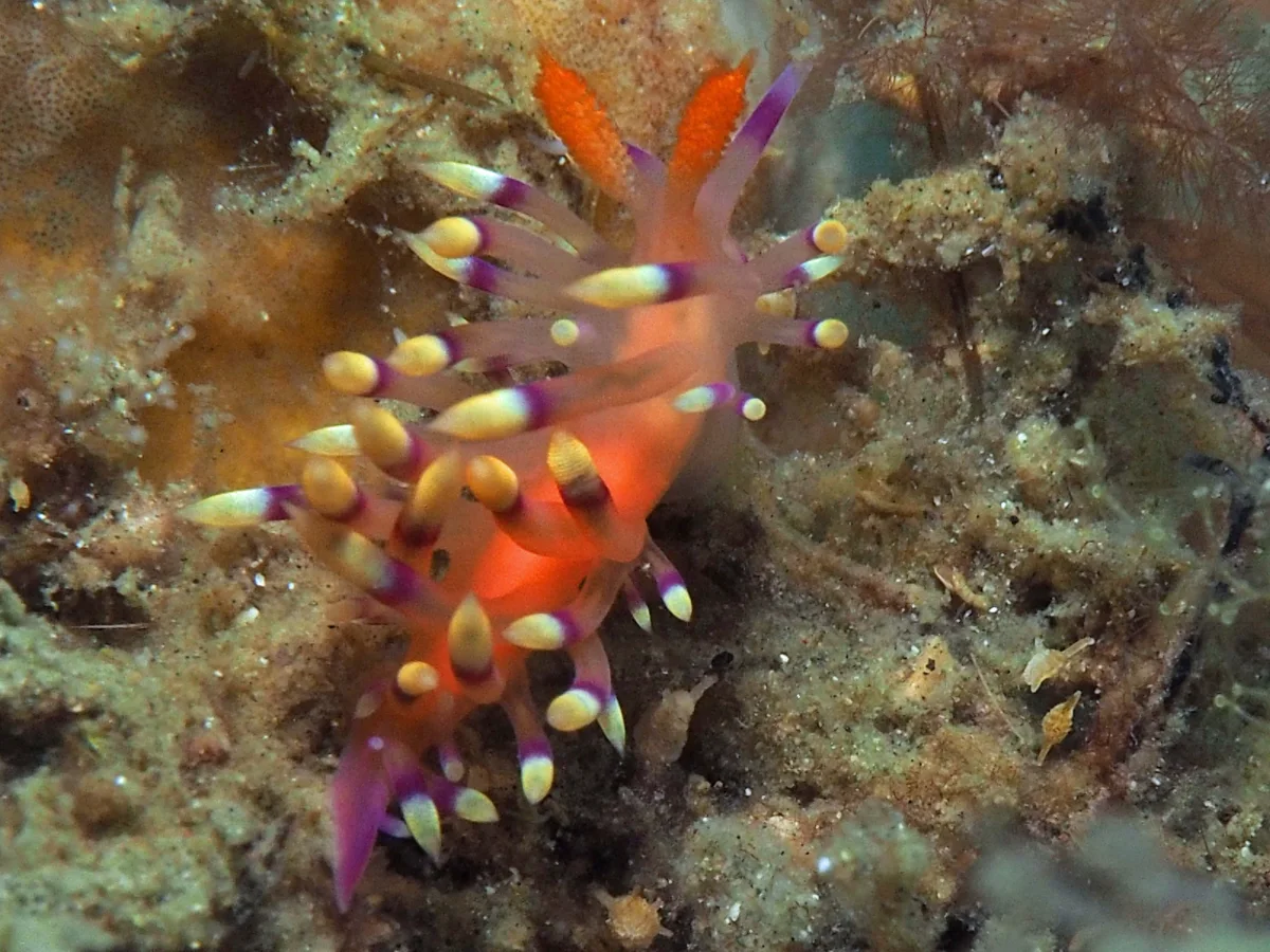 Coryphellina exoptata - Indonesia - Lembeh