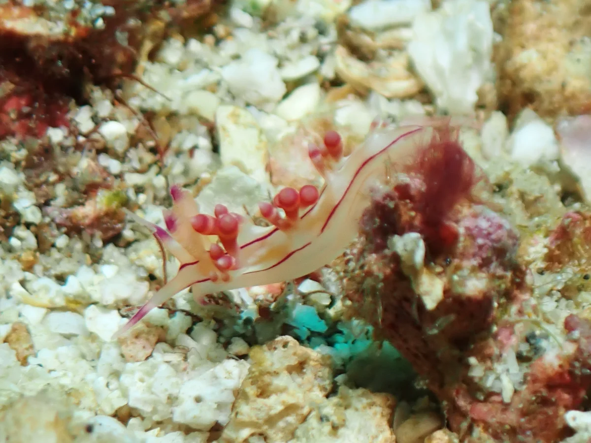 Coryphellina flamma - Philippines - Anilao