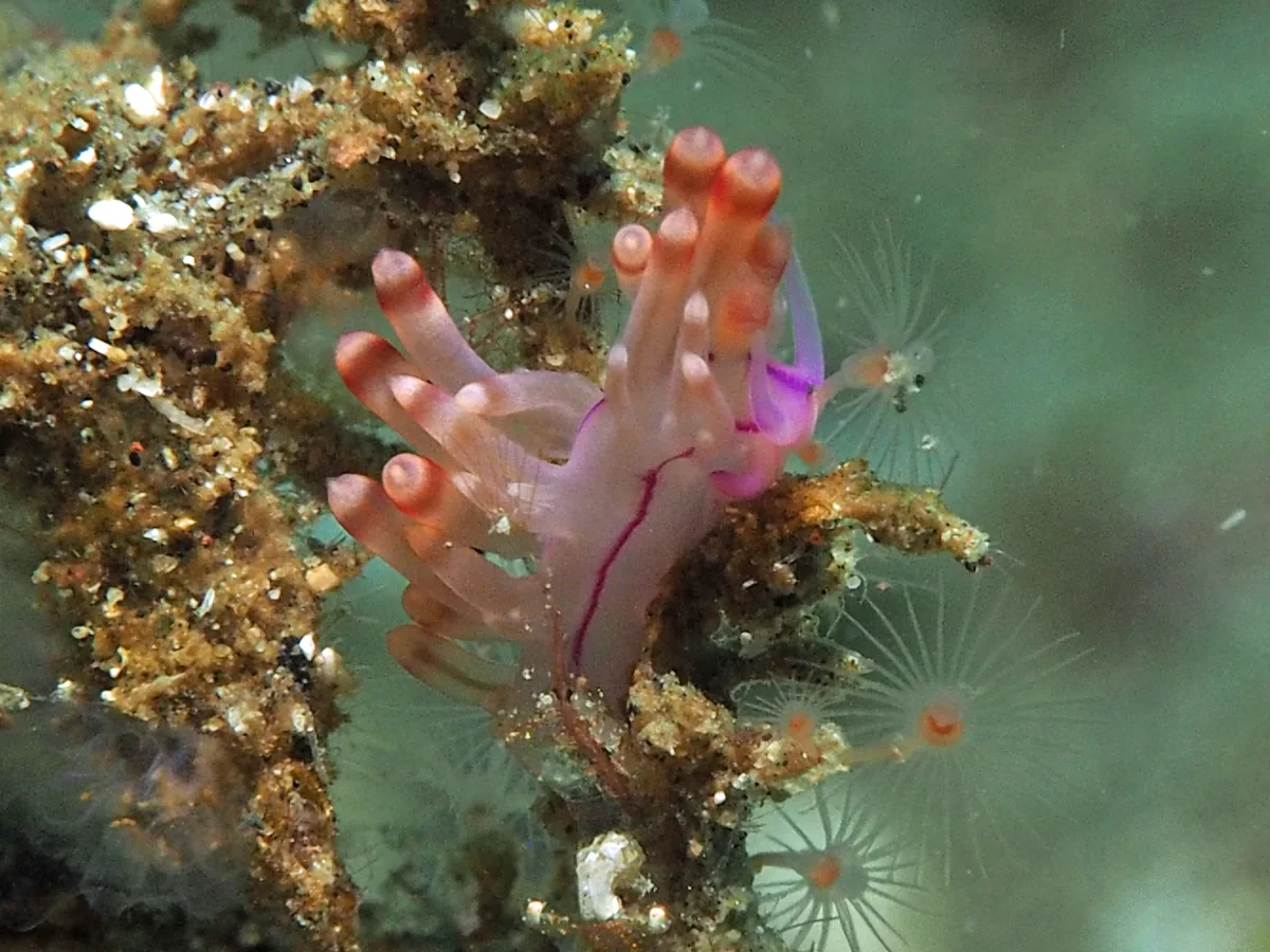 Coryphellina flamma - Indonesia - Lembeh