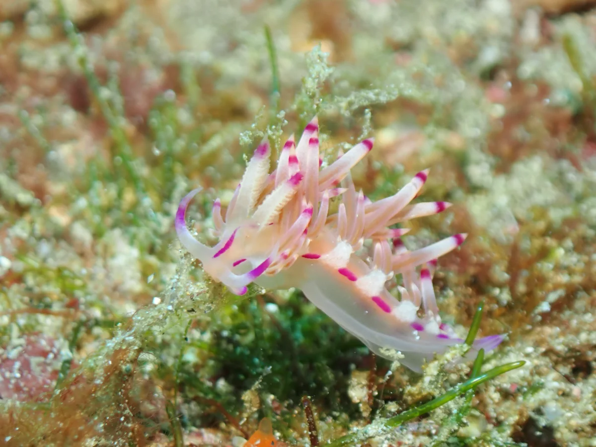 Coryphellina lotos - Philippines - Anilao