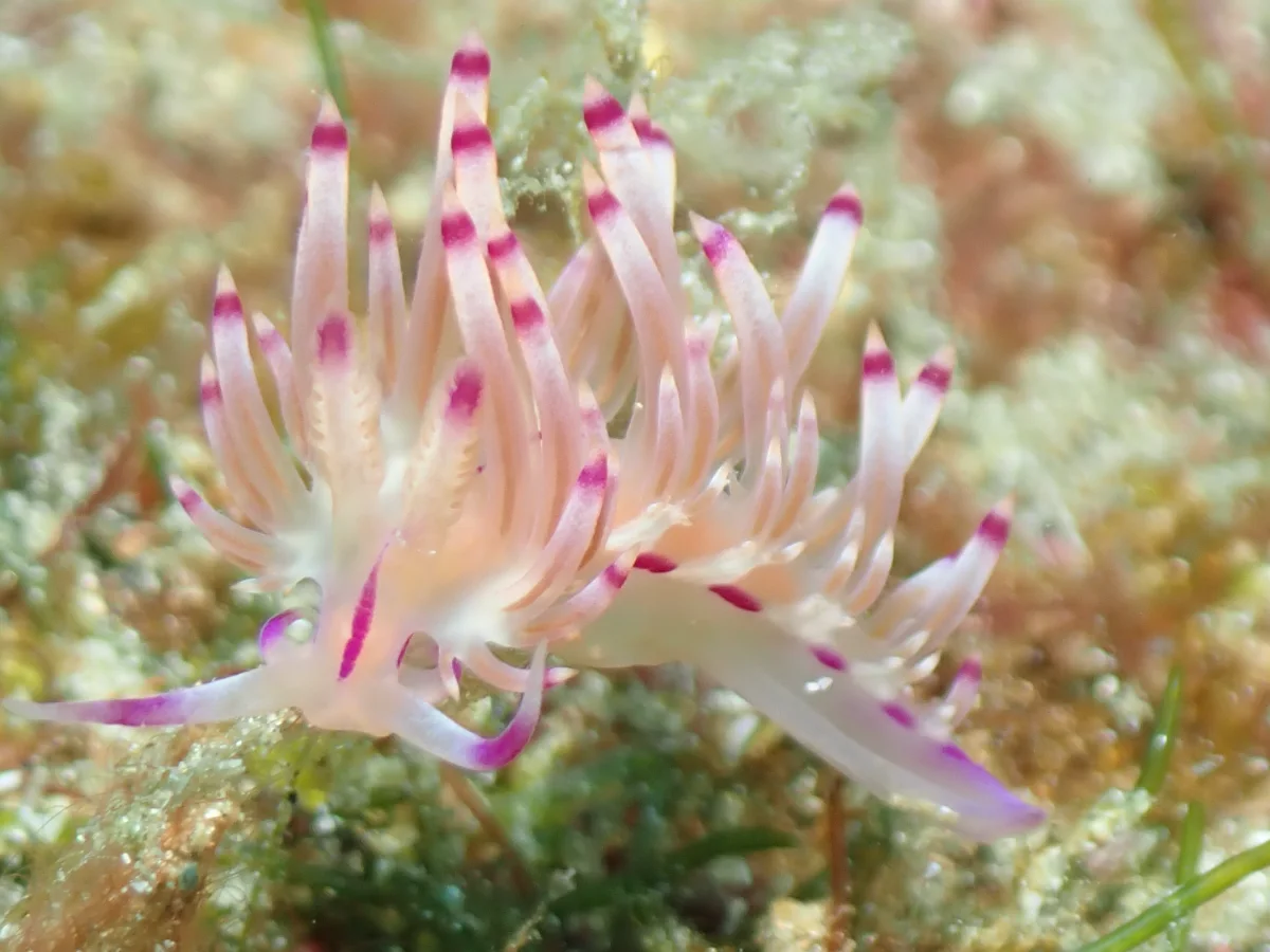 Coryphellina lotos - Philippines - Anilao