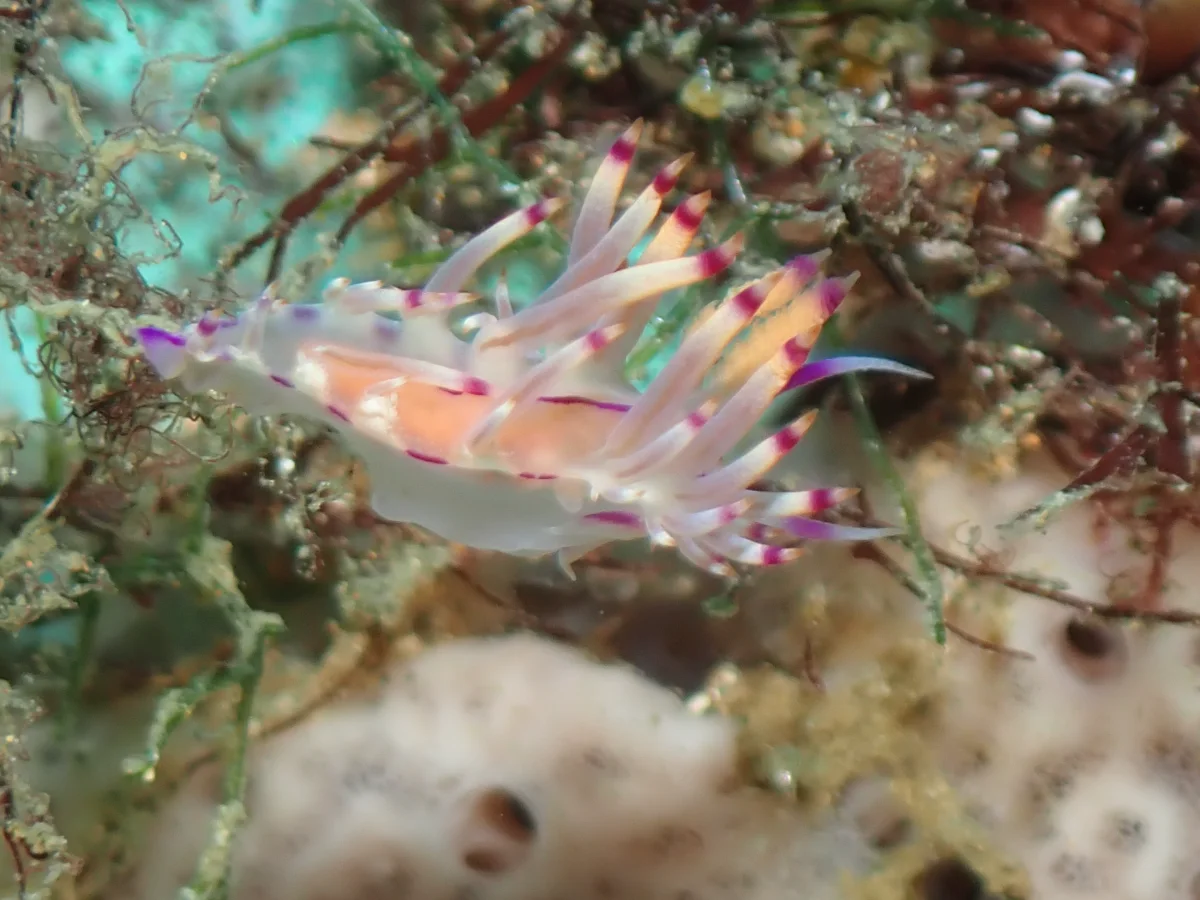 Coryphellina rubrolineata - Philippines - Anilao