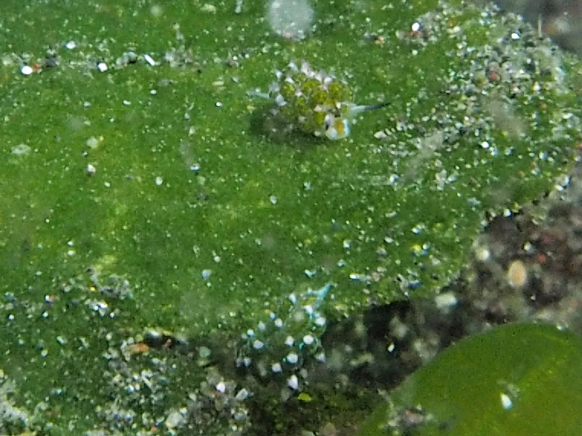 Costasiella kuroshimae - Indonesia - Lembeh